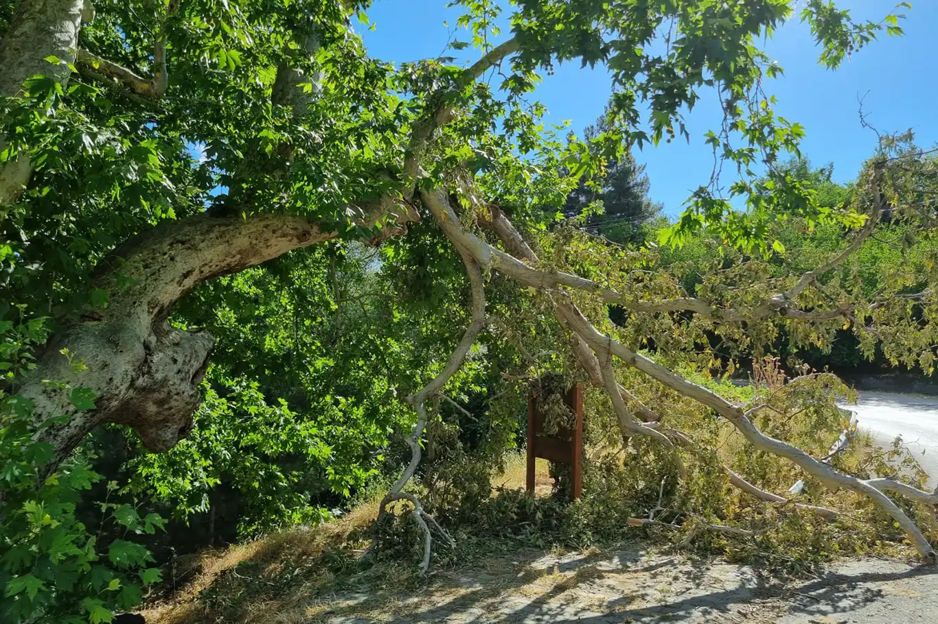 Yaklaşık 9 asırlık tarihi çınar ağacının hali içler acısı Yaklaşık 9 asırlık tarihi çınar ağacının hali içler acısı