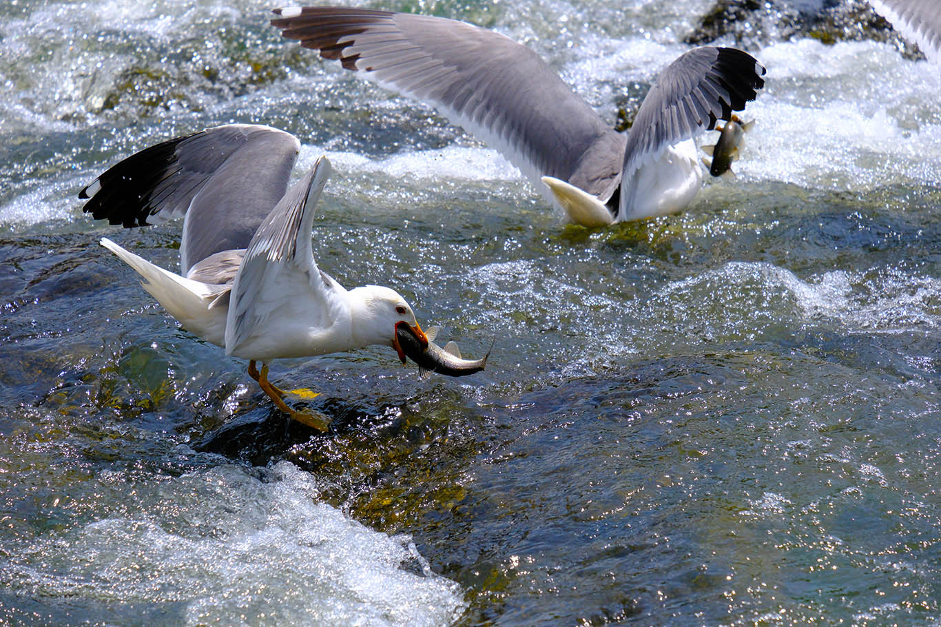Pearl mullets embark on their miraculous migration in Lake Van
