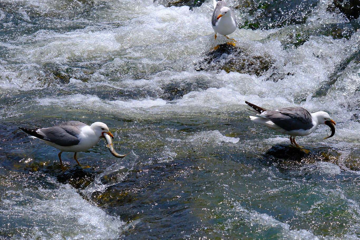 Pearl mullets embark on their miraculous migration in Lake Van