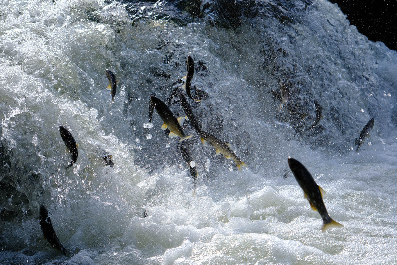 Pearl mullets embark on their miraculous migration in Lake Van