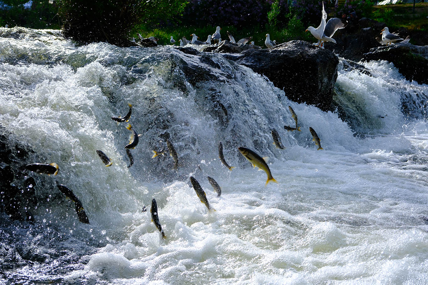 Pearl mullets embark on their miraculous migration in Lake Van