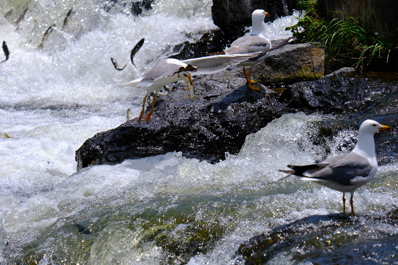 Pearl mullets embark on their miraculous migration in Lake Van