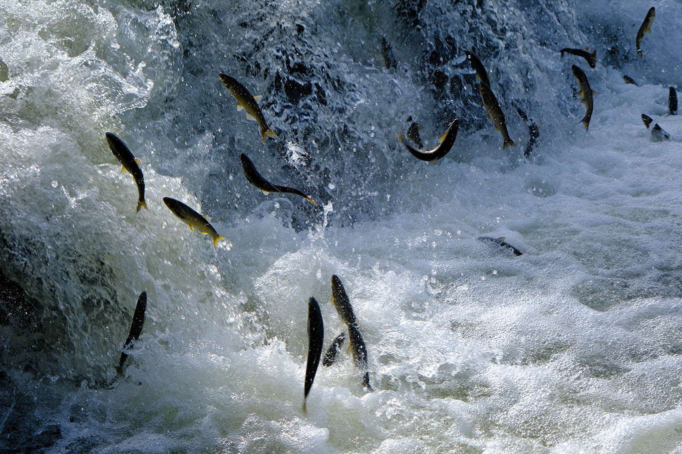 Pearl mullets embark on their miraculous migration in Lake Van