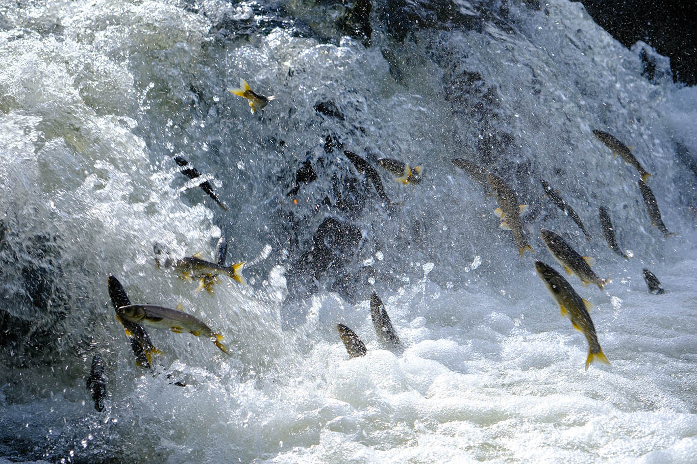 Pearl mullets embark on their miraculous migration in Lake Van
