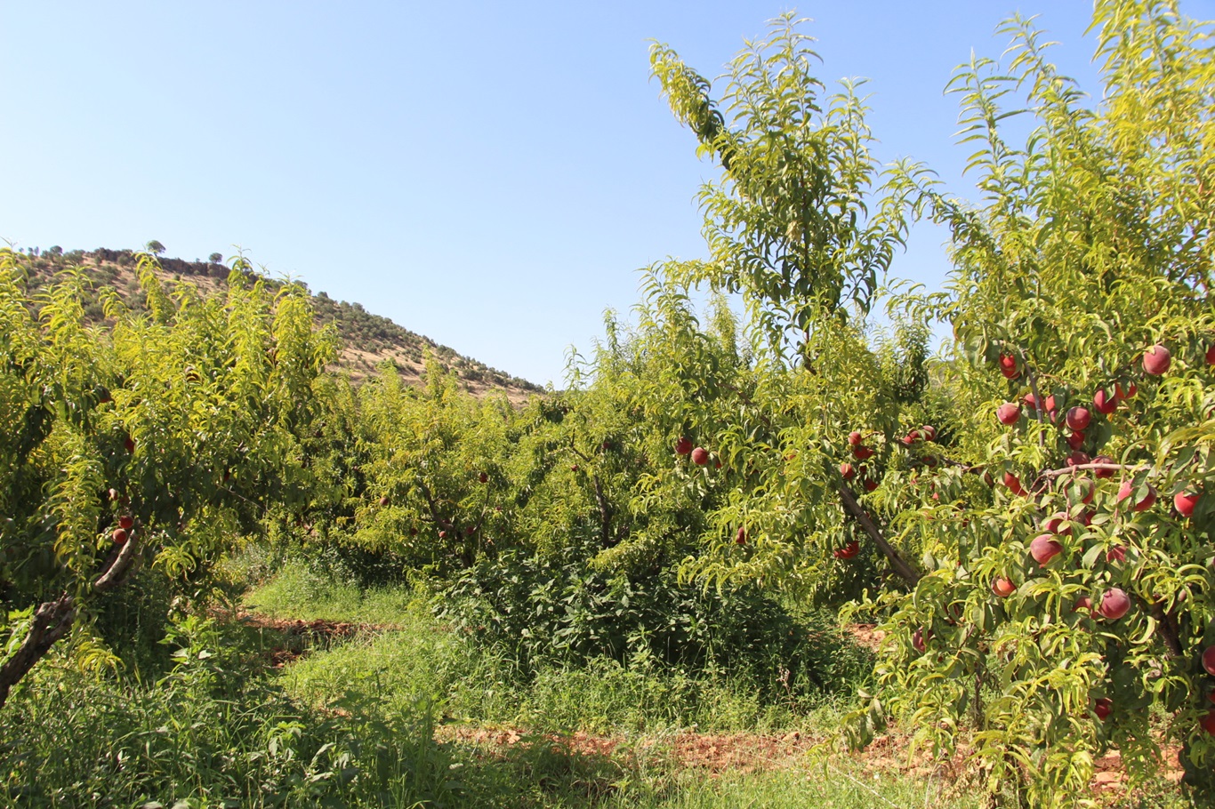 Mardin’de şeftali hasadında yüksek rekolte bekleniyor