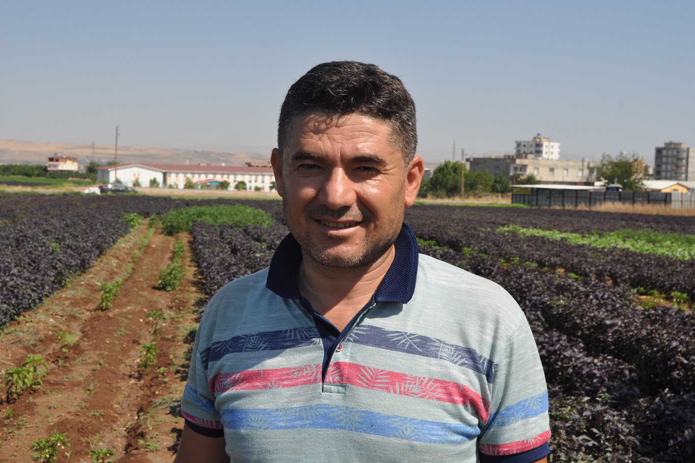 Çiftçiler: Türkiye'nin en iyi ve kaliteli mor reyhanı Batman'da yetişiyor