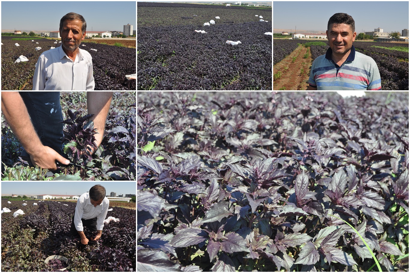 Çiftçiler: Türkiye'nin en iyi ve kaliteli mor reyhanı Batman'da yetişiyor