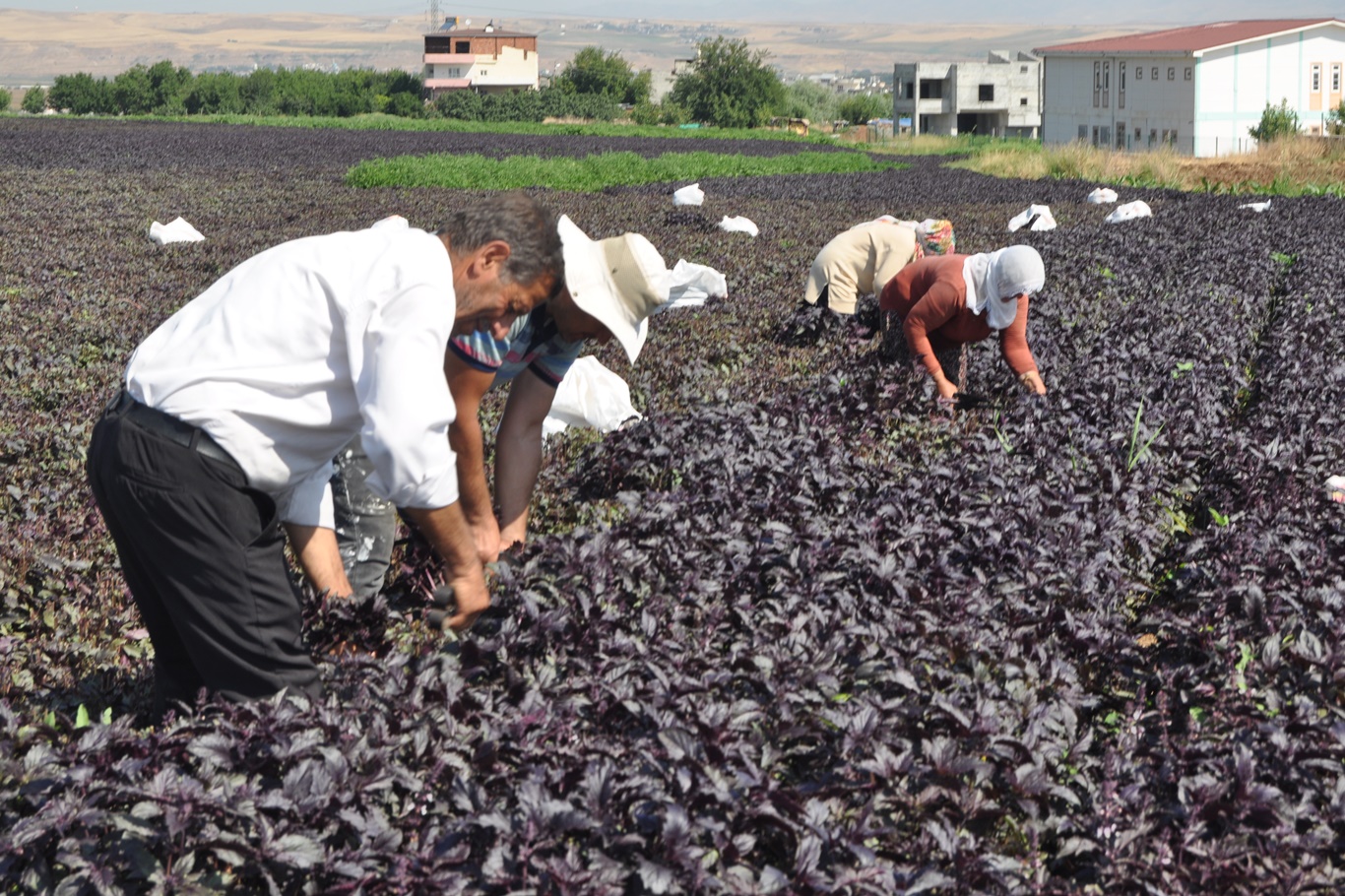 Çiftçiler: Türkiye'nin en iyi ve kaliteli mor reyhanı Batman'da yetişiyor