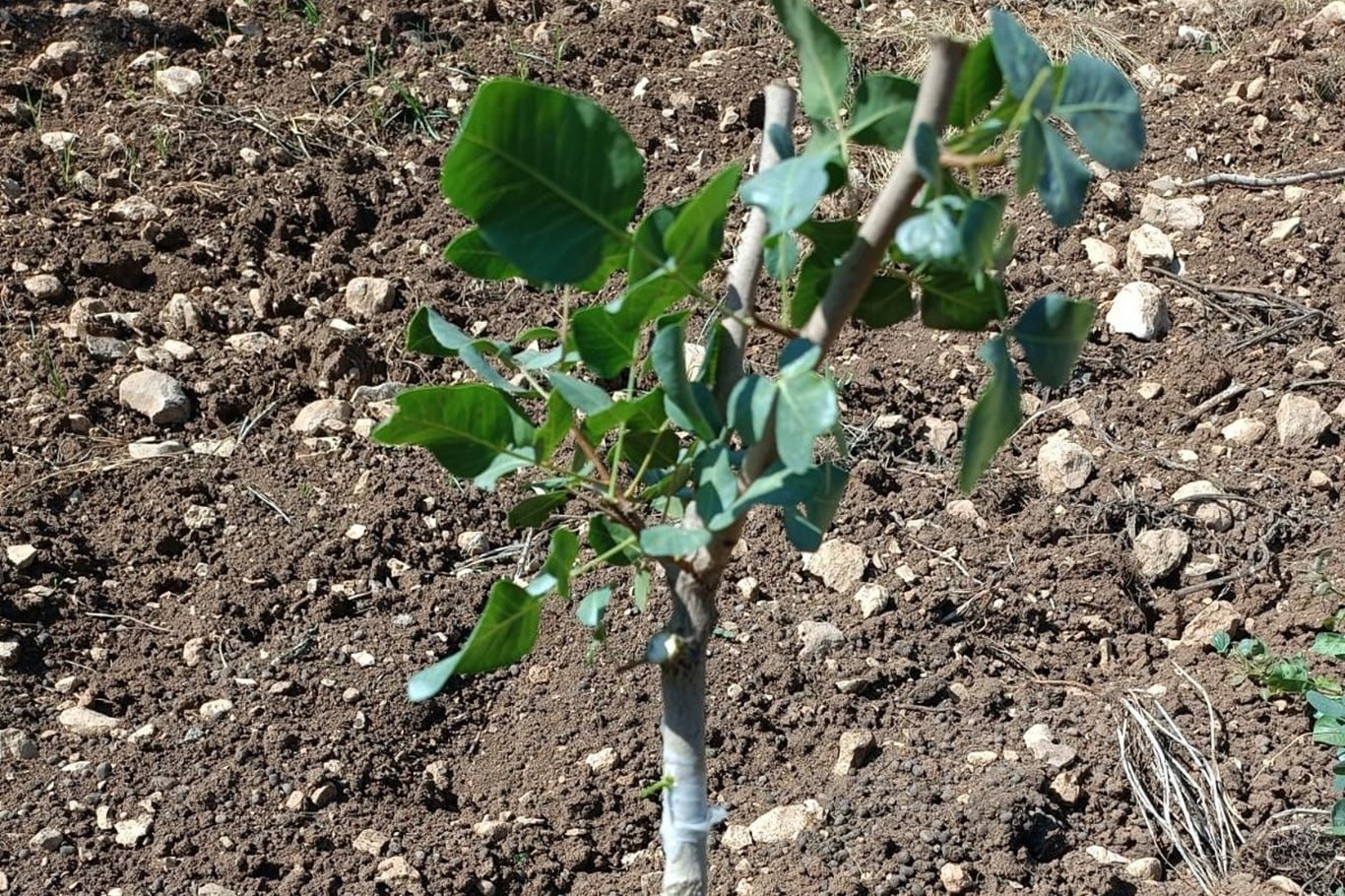 Siirt fıstığında döllenme ve boş meyve sorunu