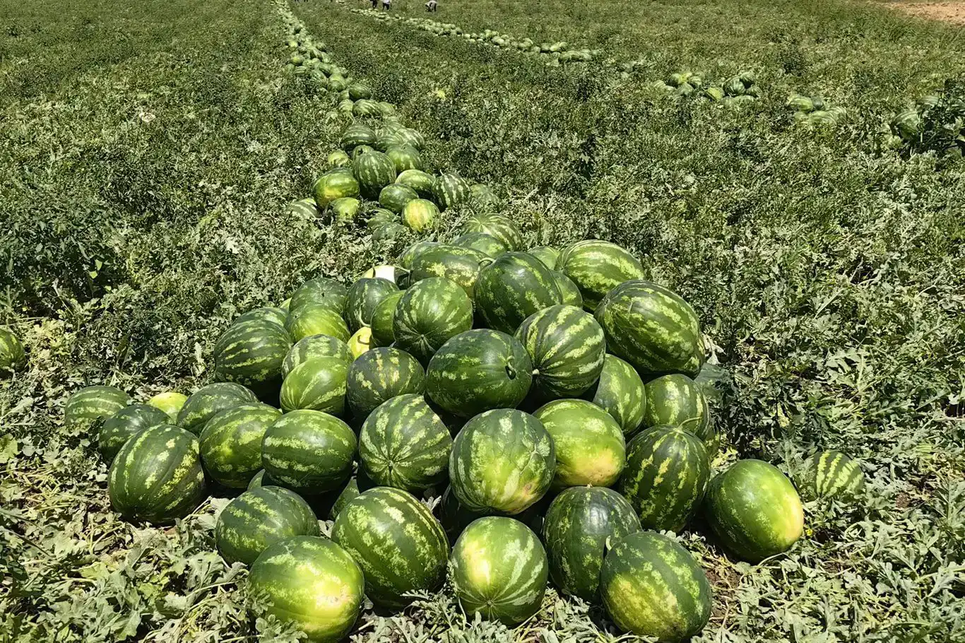 Tarım ÜFE'de kavun karpuz etkisi Tarım ÜFE'de kavun karpuz etkisi