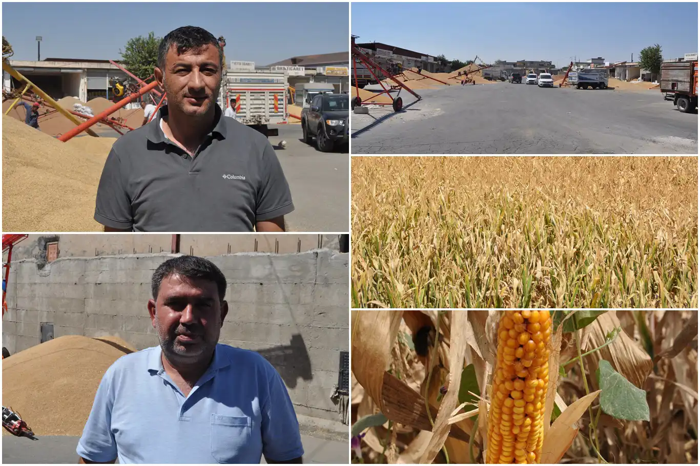 Hububatçılar: Ekim alanlarının azalması mısır alım fiyatında beklentiyi yüksek tutuyor Hububatçılar: Ekim alanlarının azalması mısır alım fiyatında beklentiyi yüksek tutuyor