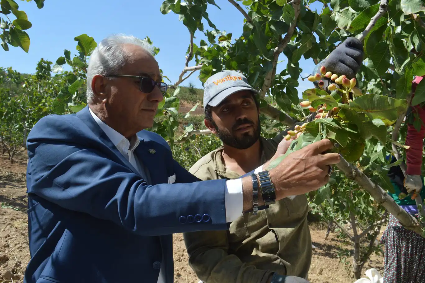 Siirt Fıstığı hasadına başlandı Siirt Fıstığı hasadına başlandı
