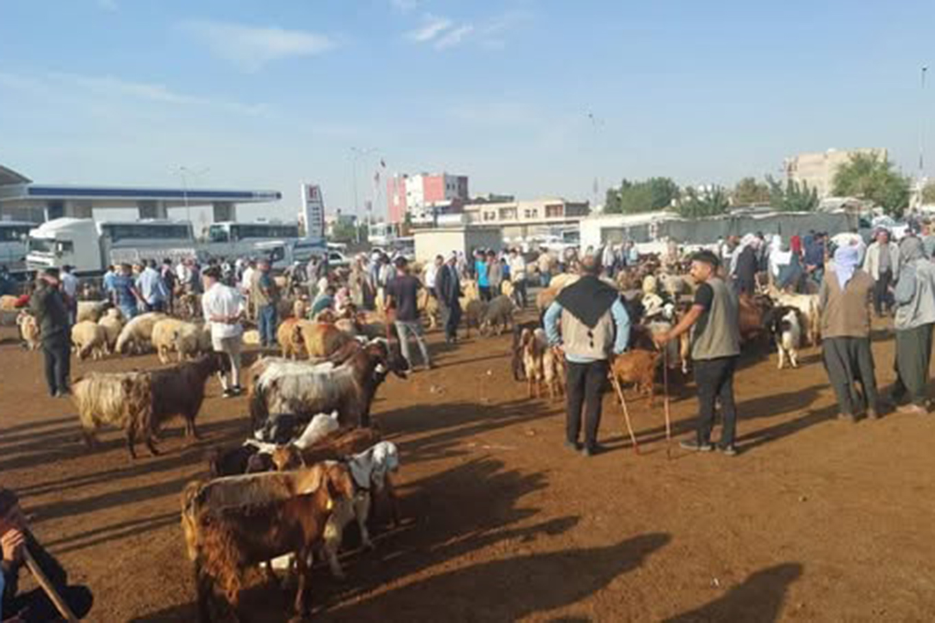 Şanlıurfa’da "şap" tedbirleri genişletildi Şanlıurfa’da "şap" tedbirleri genişletildi