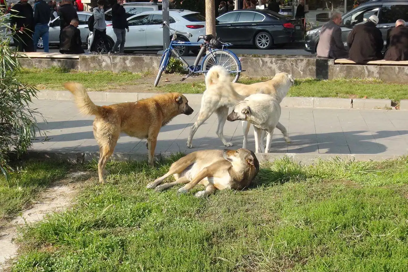 Başıboş köpek saldırıları ve kuduz vakaları arttı, hükümete çözüm çağrısı yapıldı! Başıboş köpek saldırıları ve kuduz vakaları arttı, hükümete çözüm çağrısı yapıldı!