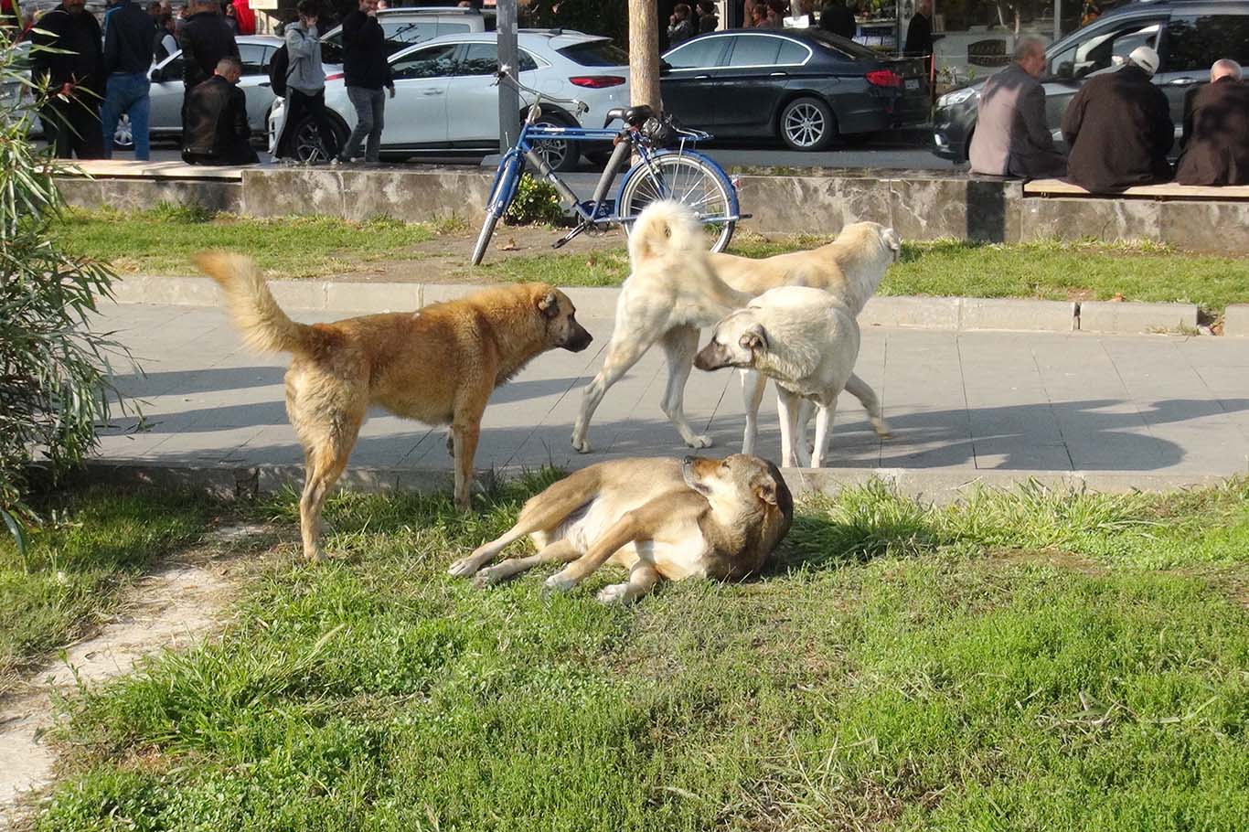 Başıboş köpek saldırıları ve kuduz vakaları arttı, hükümete çözüm çağrısı yapıldı!