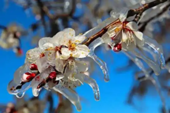 Meteorolojiden üreticilere zirai don uyarısı