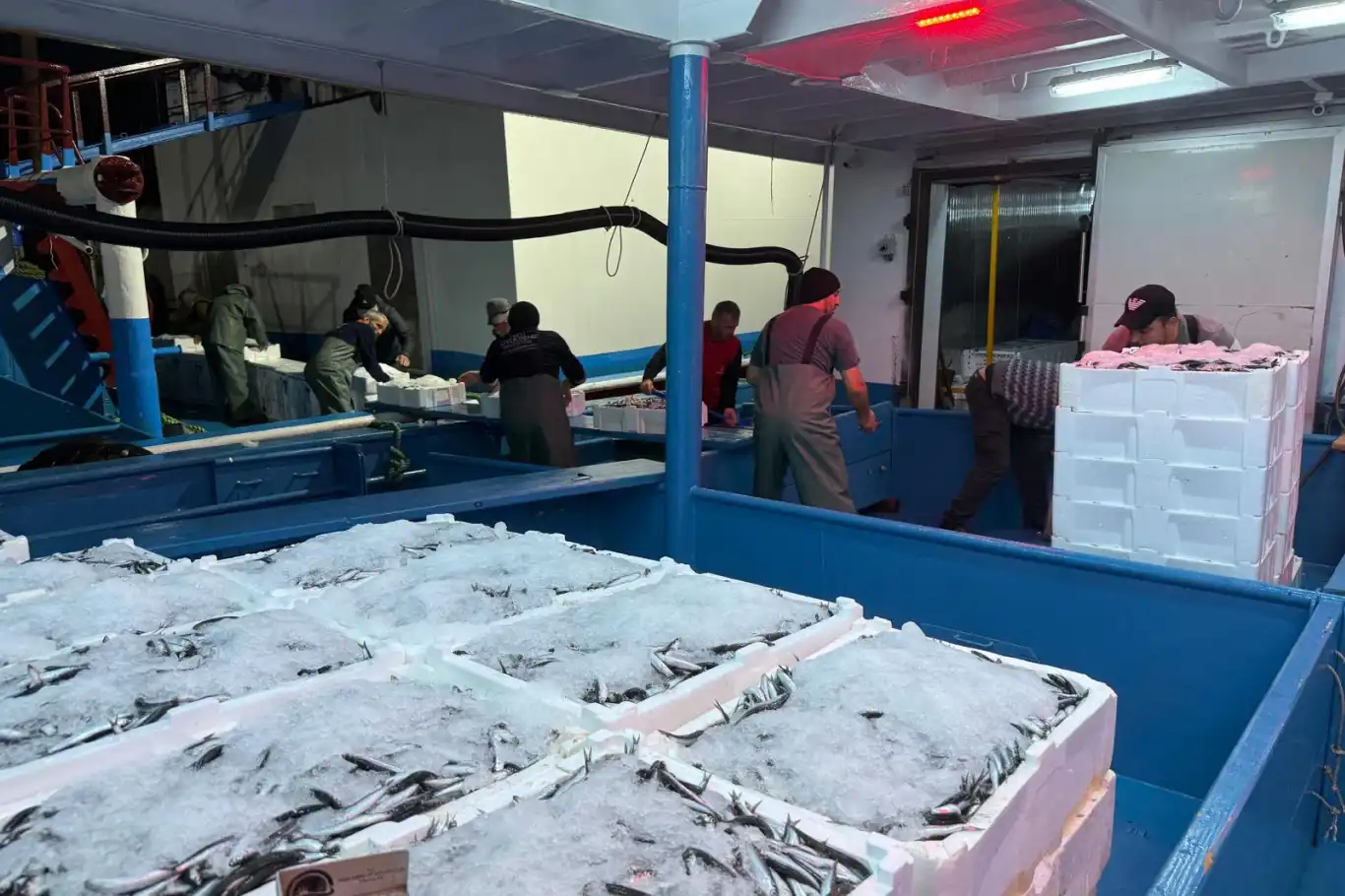 Hamsi avcılığında kota denetimleri devam ediyor Hamsi avcılığında kota denetimleri devam ediyor