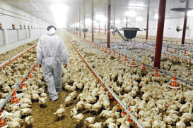 Iraq reports H5N1 bird flu outbreak in Nineveh
