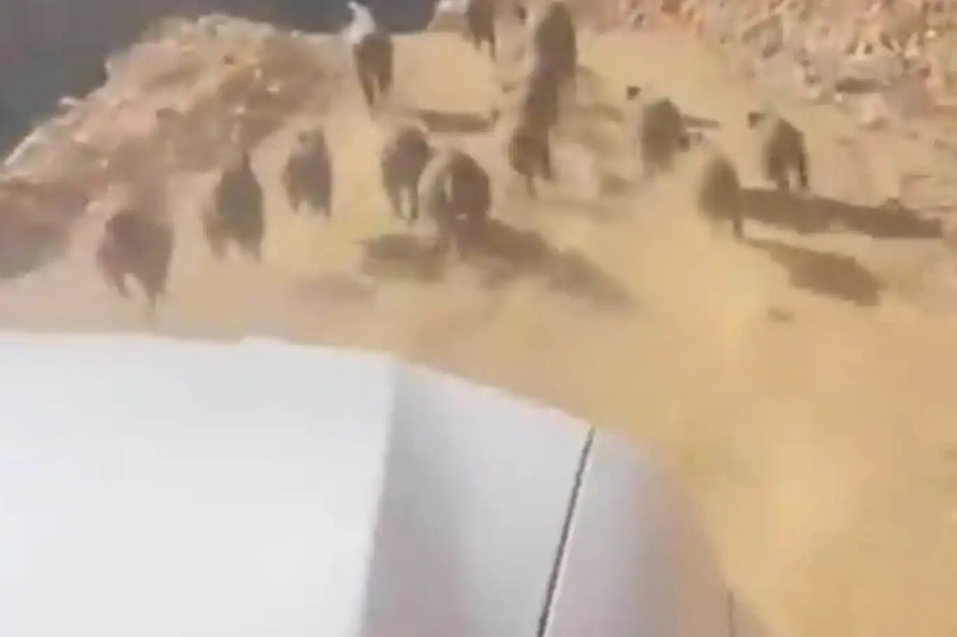Bingöl’de yaban domuzları köylülerin kâbusu haline geldi Bingöl’de yaban domuzları köylülerin kâbusu haline geldi