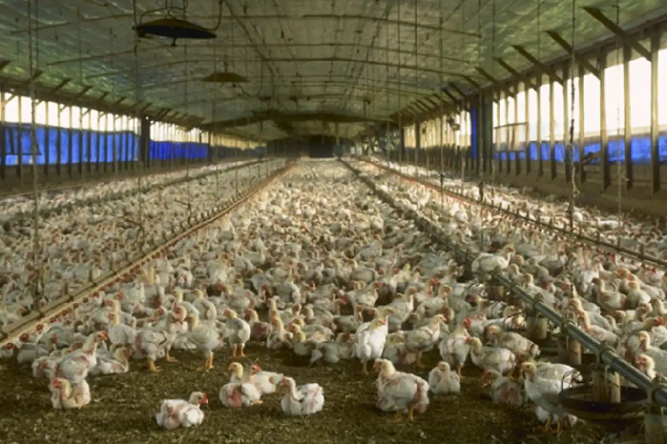 Avrupa'da kuş gribi alarmı: Hollanda'da 161 bin tavuk itlaf edildi, Fransa riski "yüksek"e çıkardı Avrupa'da kuş gribi alarmı: Hollanda'da 161 bin tavuk itlaf edildi, Fransa riski "yüksek"e çıkardı