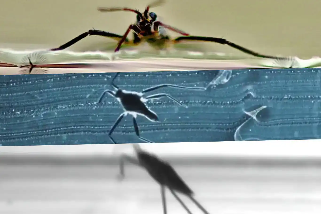 Scientists develop water-strider-inspired mini robot for search-and-rescue missions Scientists develop water-strider-inspired mini robot for search-and-rescue missions