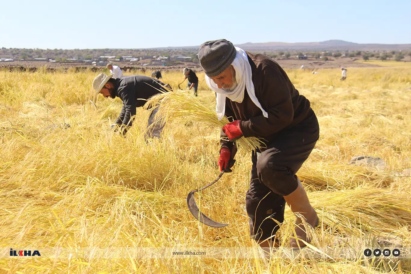 یەکێک لە بەناوبانگترین برنجەکانی باکوور: برنجی قەرەژداغ یەکێک لە بەناوبانگترین برنجەکانی باکوور: برنجی قەرەژداغ