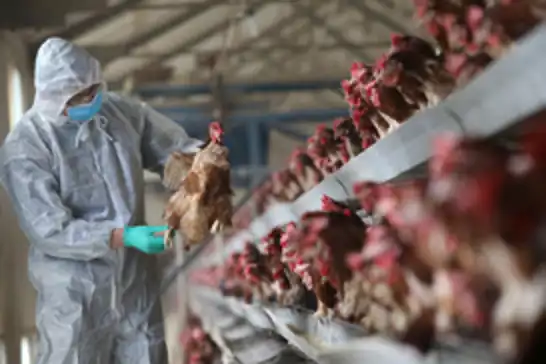 Almanya’da kuş gribi salgınına karşı yeni önlem