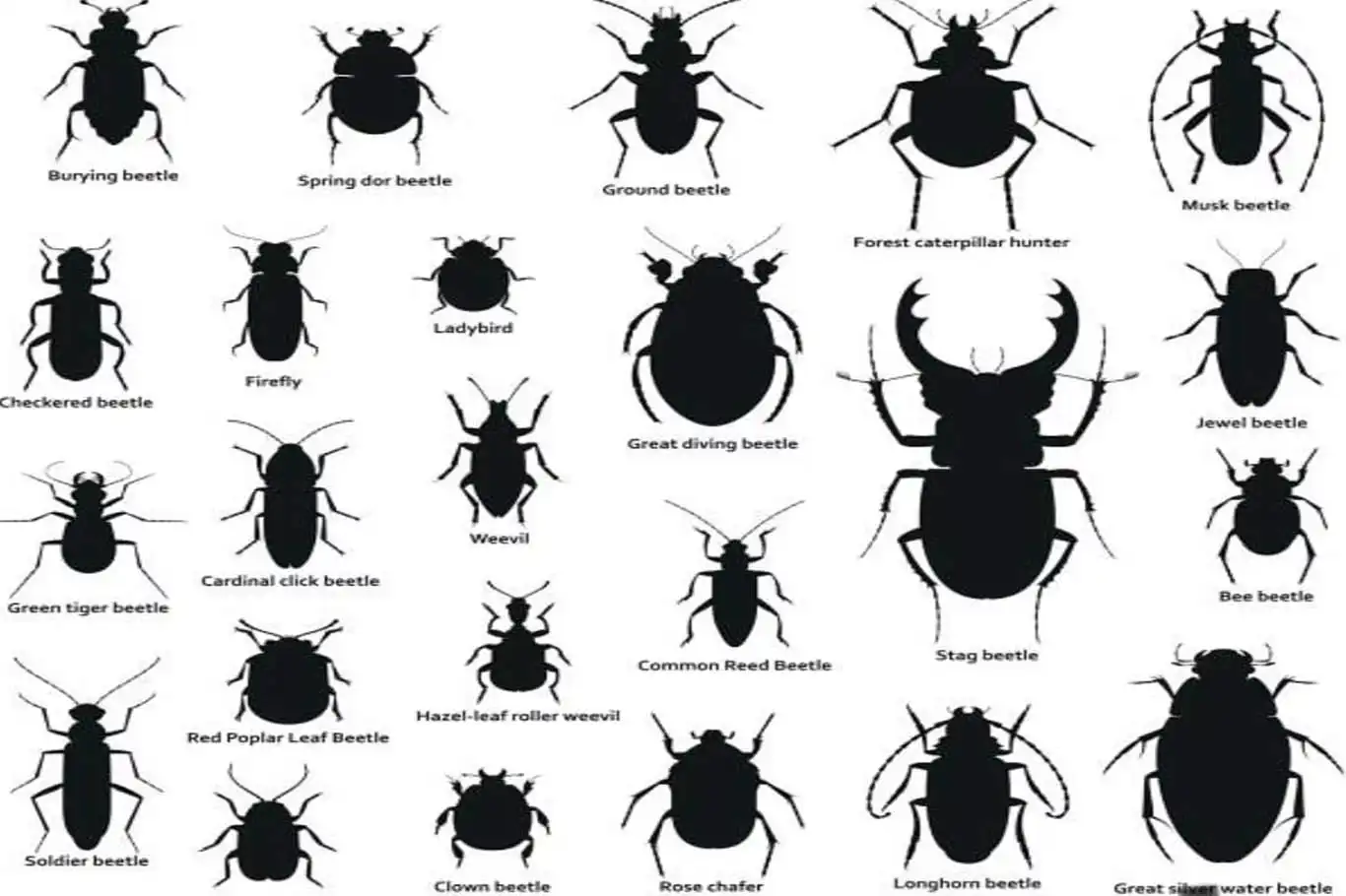 Bingöl İl Tarım ve Orman Müdürlüğü’nden "Siyah Böcekler" açıklaması