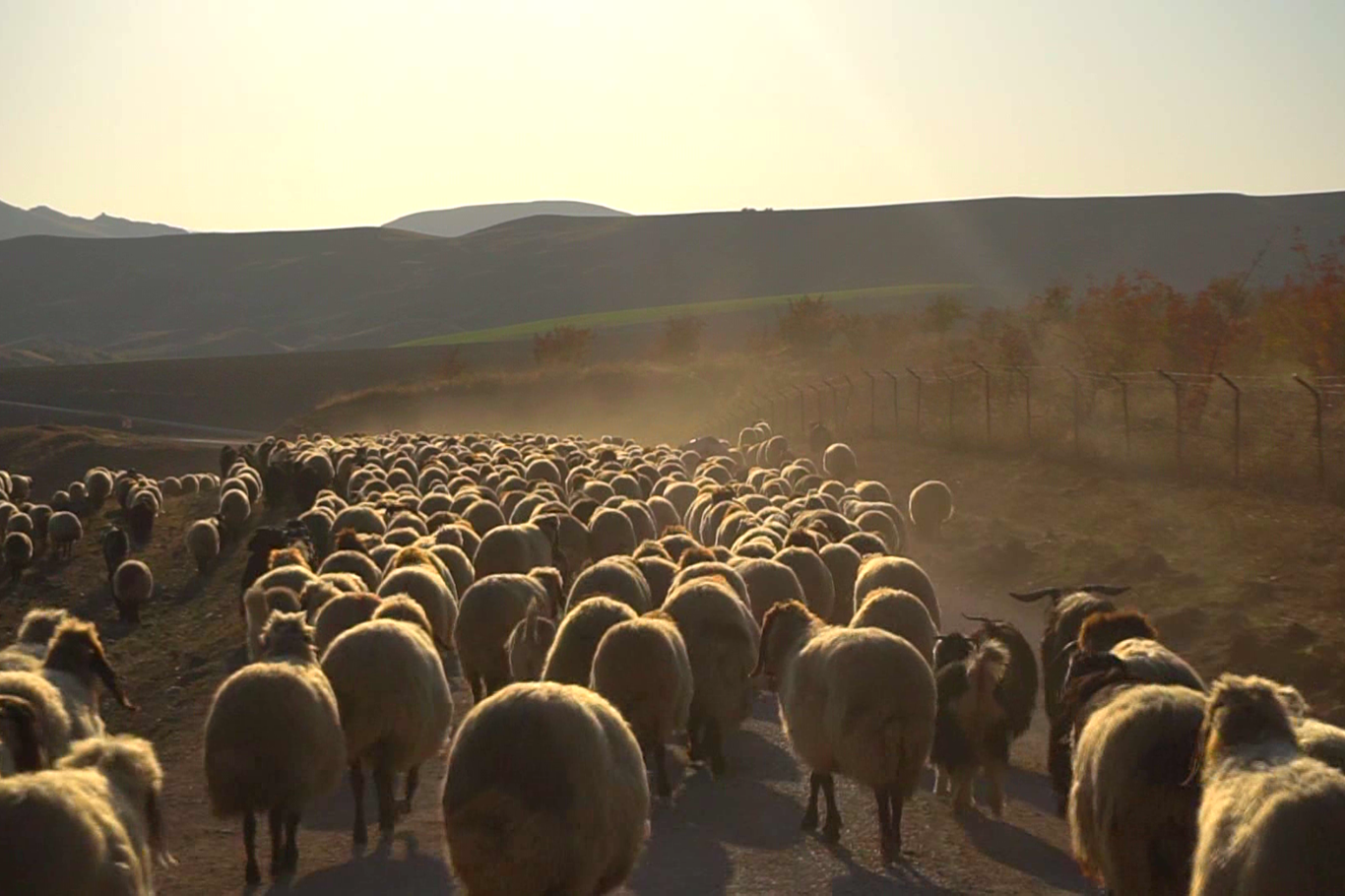 Göçerlerin zorlu kış yolculuğu başladı Göçerlerin zorlu kış yolculuğu başladı