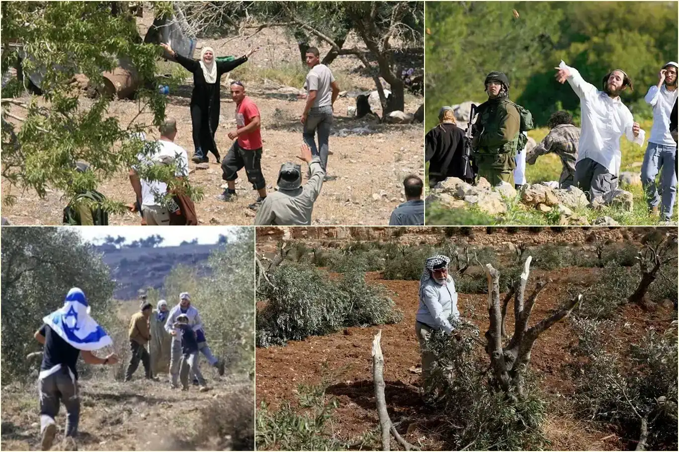 العصابات اليهودية تعيق قطاف الزيتون للفلسطينيين في الضفة الغربية العصابات اليهودية تعيق قطاف الزيتون للفلسطينيين في الضفة الغربية