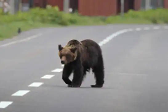 Japonya’da ayı saldırıları arttı: 13 kişi öldü, ayılar görüldüklerinde vurulacak
