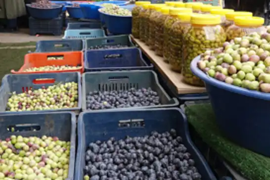 Yeni mahsul zeytin sezonu açıldı