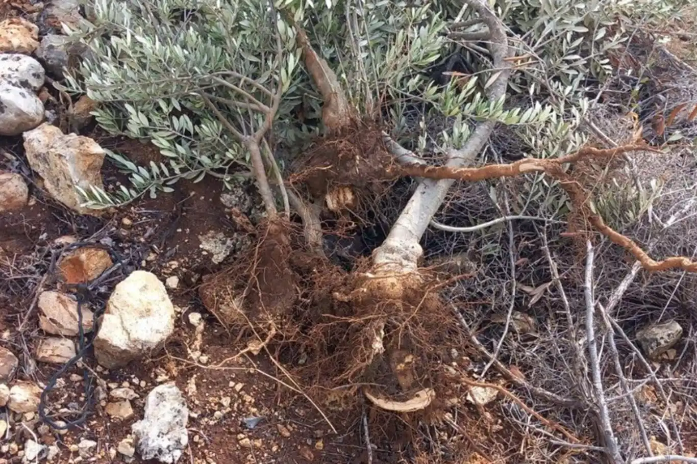 مستوطنون يقتلعون 135 شجرة زيتون في سلفيت ضمن اعتداءات متصاعدة