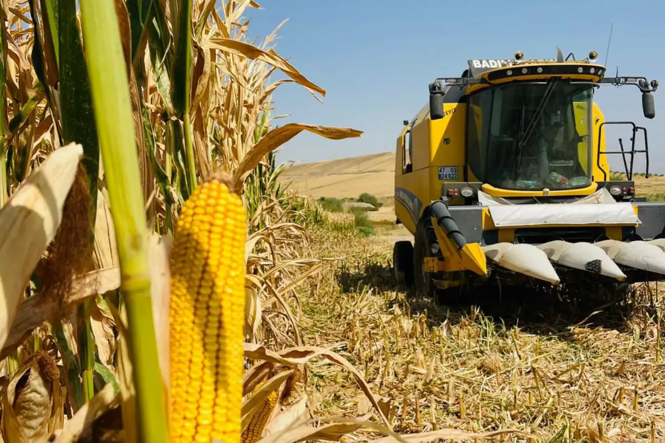 Mardin Ovası'nda mısır hasadı başladı: Verim iyi, fiyat çiftçiyi hayal kırıklığına uğrattı