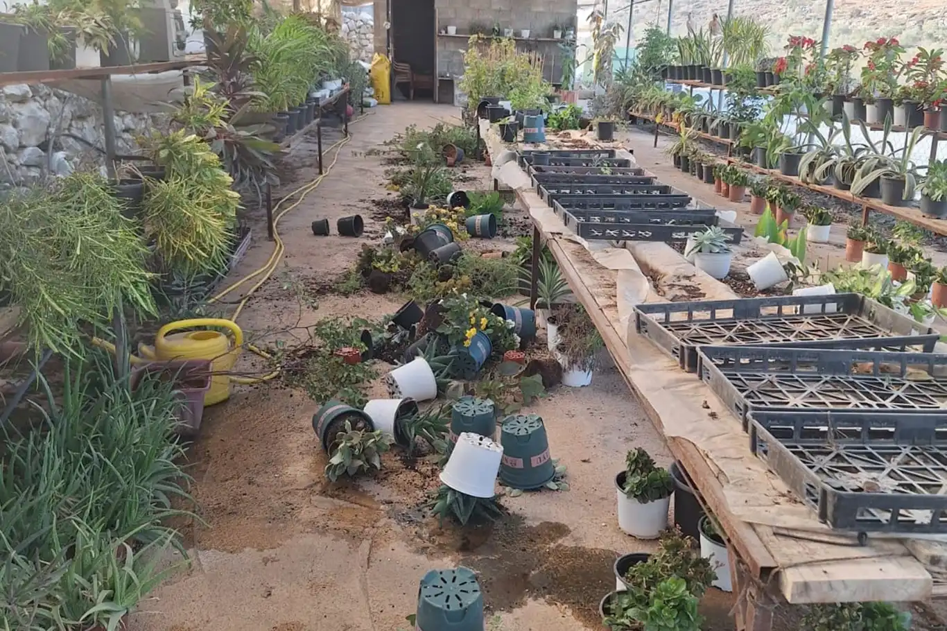 Yahudi çeteler Filistinlilere ait fidanlığı tahrip etti