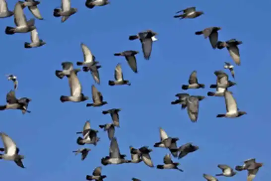 Russia unveils “bio-drone” pigeons equipped with brain chips