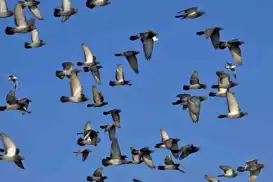 Russia unveils “bio-drone” pigeons equipped with brain chips