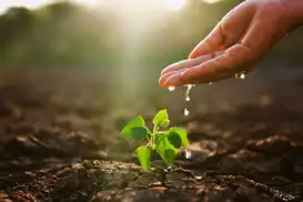 İklim krizi hububat ekimini geciktirdi