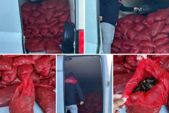 Bursa’da 2,5 ton kaçak midyeye el konuldu