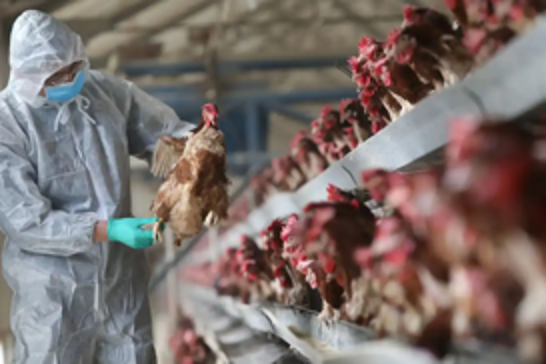 Bird flu detected on poultry farms across Dutch-German border
