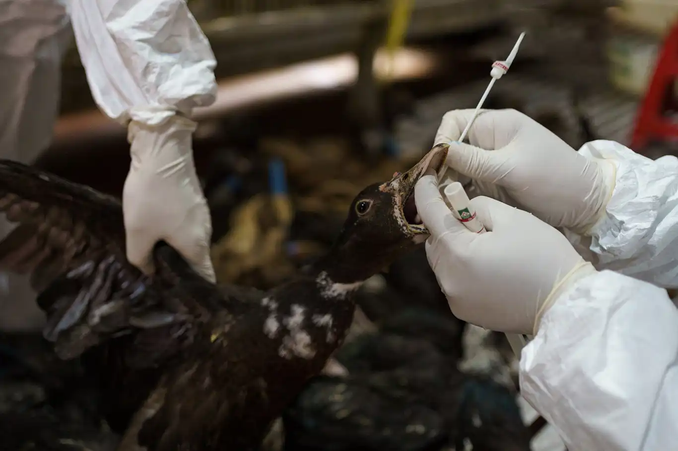 Bird flu poses pandemic risk potentially worse than COVID-19