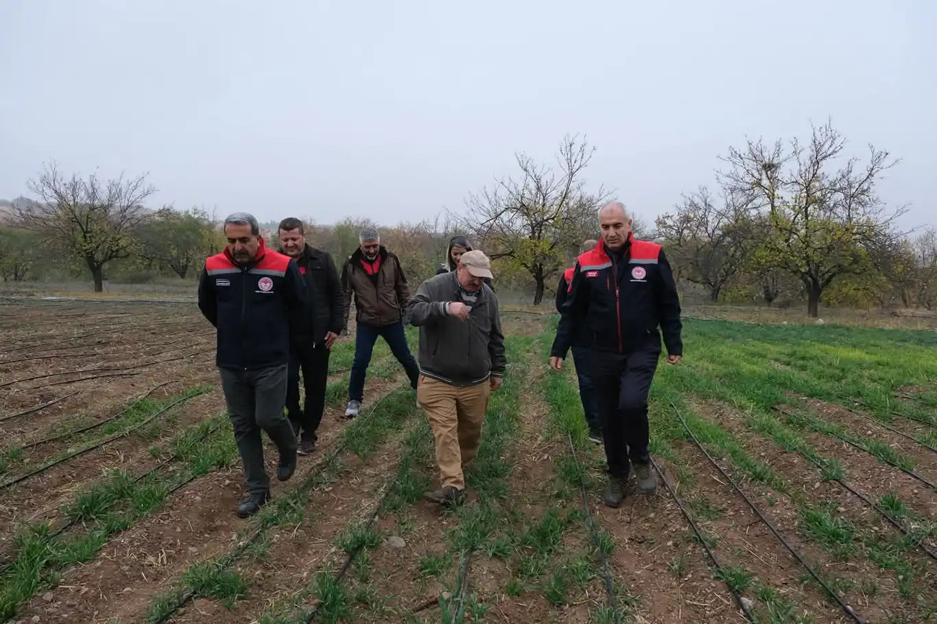 Dünya kayısı başkenti Malatya'da safran üretimi