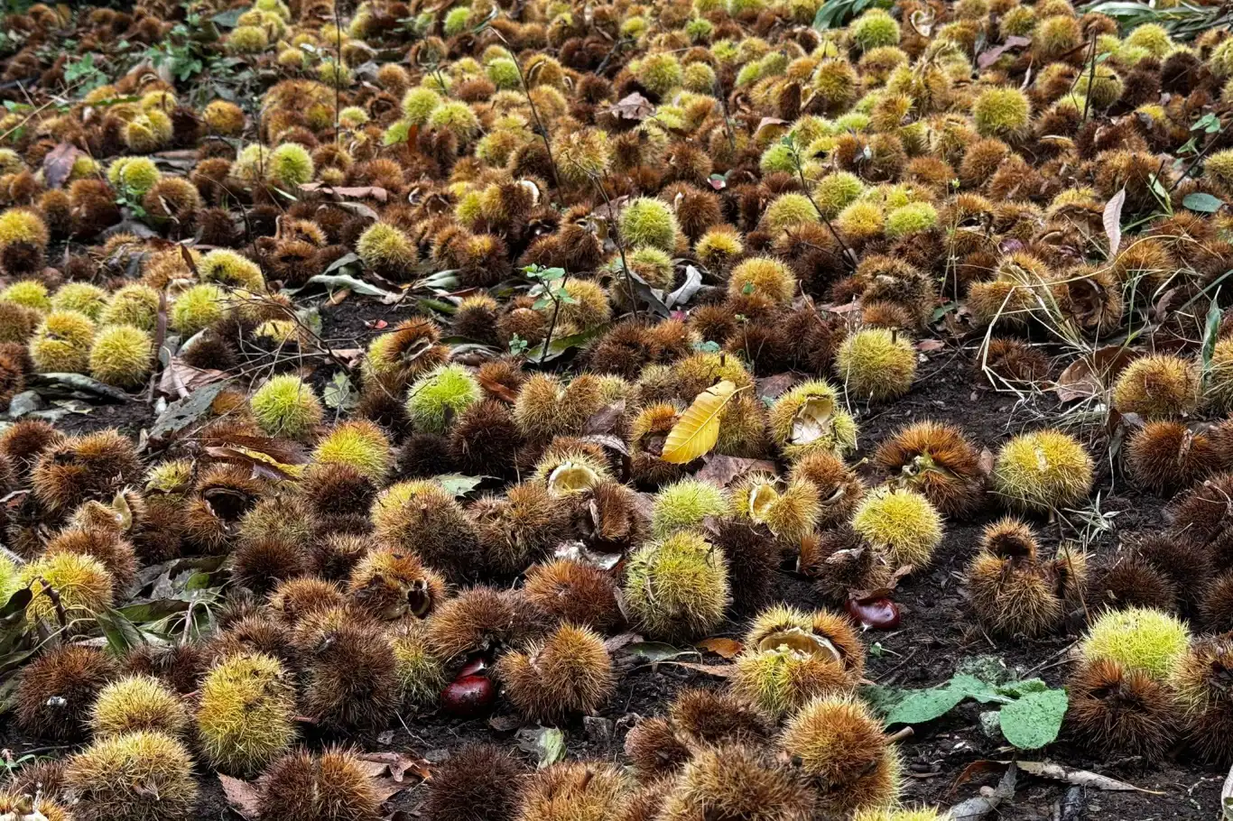 İzmir’de kestane hasadı: 240 ton ürün elde edildi