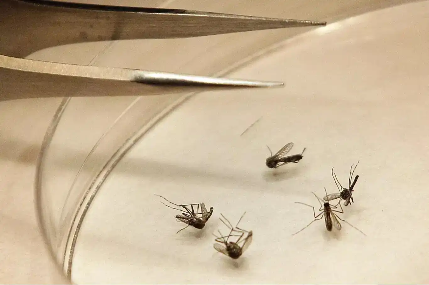 3 dead from West Nile virus in Romania
