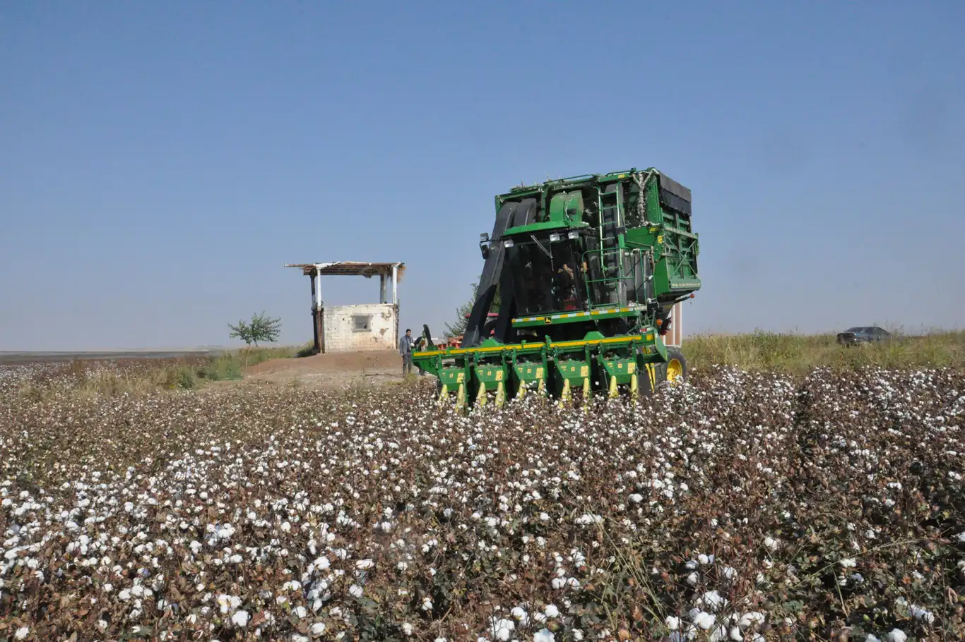 Çitçiler emeğinin karşılığını istiyor: Destek artarsa pamuk alanları büyüyecek