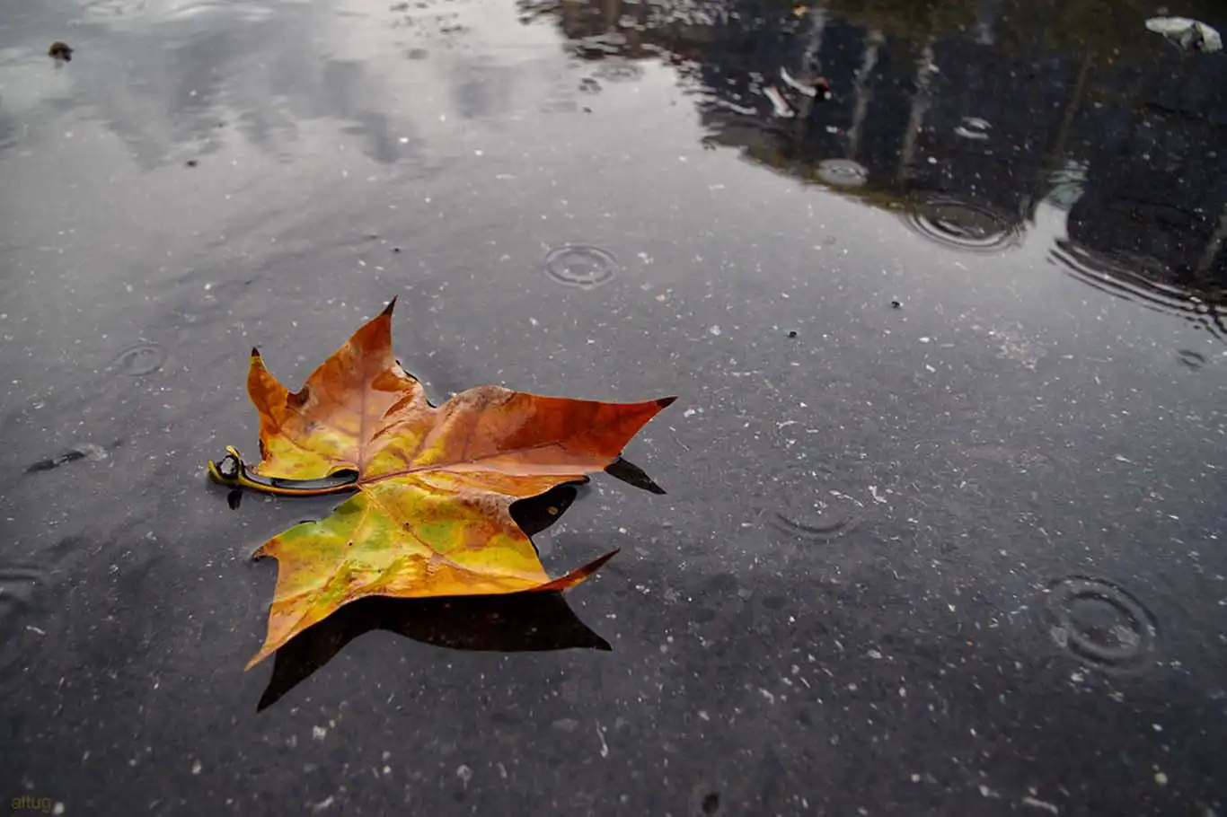 Ülkenin batısında yağış, iç kesimlerde sis bekleniyor