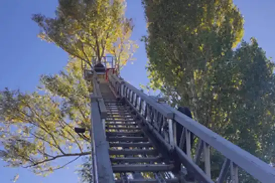 Bingöl'de ağaçta mahsur kalan kedi kurtarıldı