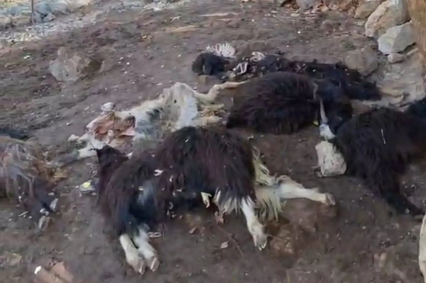 Batman'da kurt saldırısı: 10 keçi telef oldu