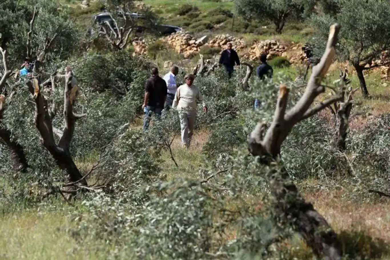 لە ماوەی هەفتەیەکدا ٣٤٠ هێرش کراوەتە سەر فەلەستینییەکان لە کاتی چنینەوەی زەیتووندا