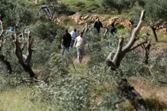 لە ماوەی هەفتەیەکدا ٣٤٠ هێرش کراوەتە سەر فەلەستینییەکان لە کاتی چنینەوەی زەیتووندا